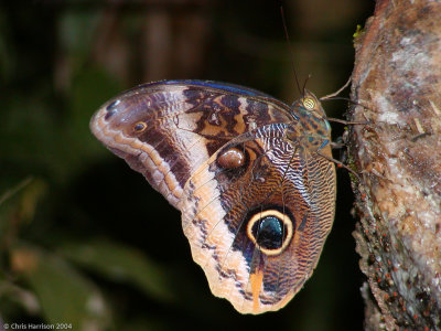 Caligo uranusGold-edged Owl-Butterfly