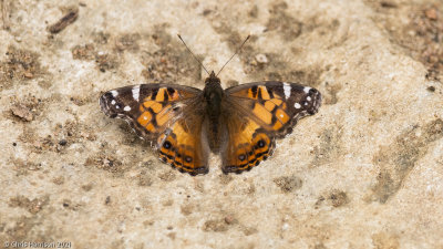 Vanessa virginiensisAmerican Lady