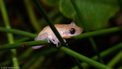 Scinax staufferiStauffer's Treefrog