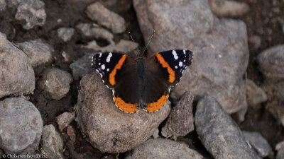 Vanessa atalantaRed Admiral