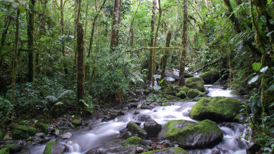 Panama Cloud Forest