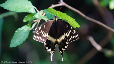 Papilio palamedesPalamedes Swallowtail