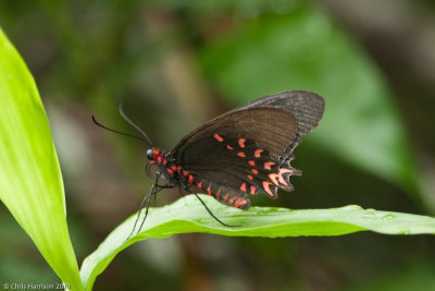 Parides photinusPink-spotted Cattleheart