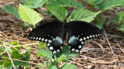 Papilio troilusSpicebush Swallowtail