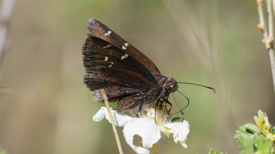 Thorybes pyladesNorthern Cloudywing