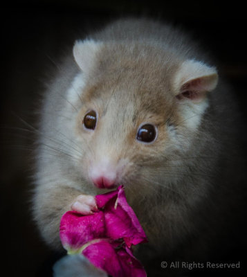 Petal-Eating Possum