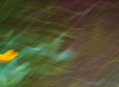 Flower In The Wind