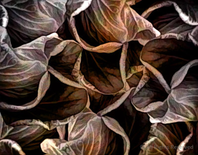 Natures Pattern