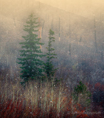 Colors of Winter