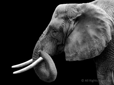 Pachyderm Pride