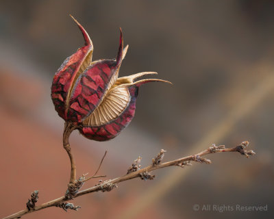 Propagating Pod