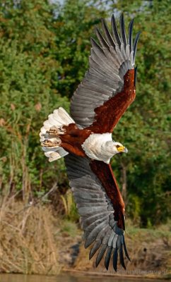 Fish Eagle in Flight