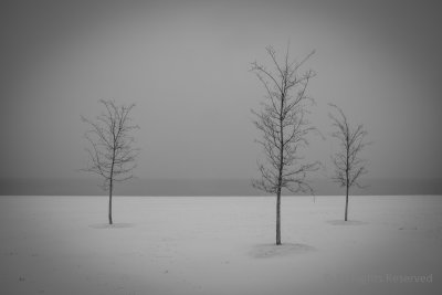Three Trees on the Lake
