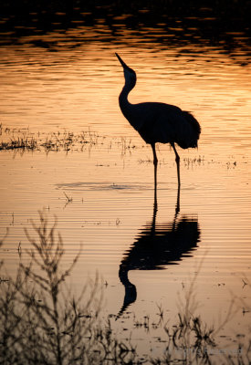 Drinking Crane at Dusk