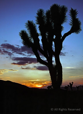 Joshua Tree at Sunset