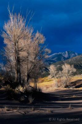 Barren Beauty