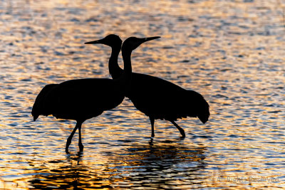 Crane Companions