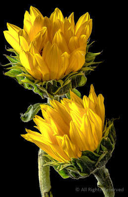 Sun Dancers