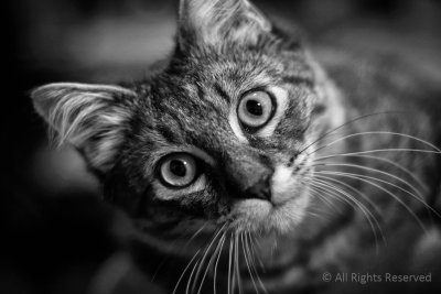 Gizmo RIP