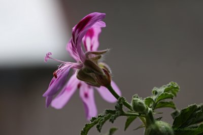 Royal Oak P. quercifolium