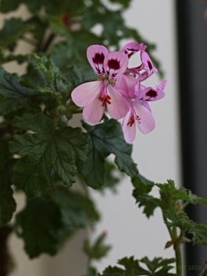 P. quercifolium Egeblad
