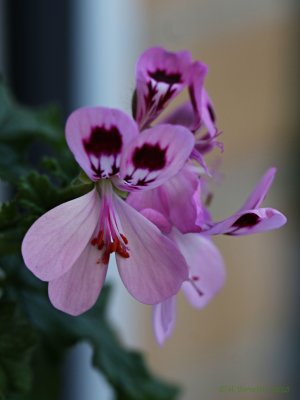 P. quercifolium Egeblad