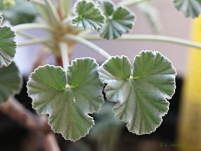 P. sidoides