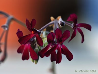 P. sidoides