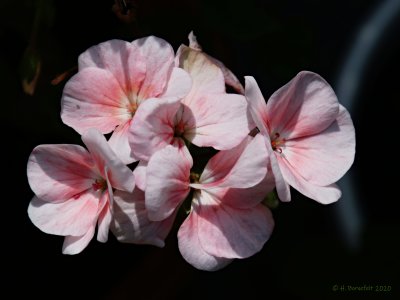 Pink Beauty
