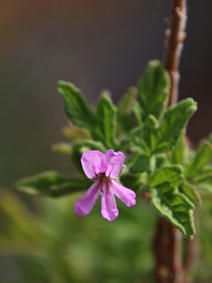 Roberts Lemmon Rose