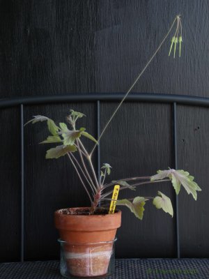 P. quinquelobatum