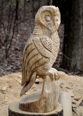 owl