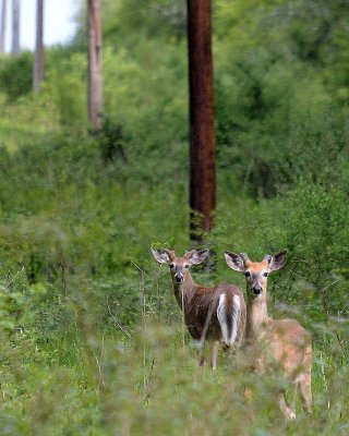 Whitetail Deer