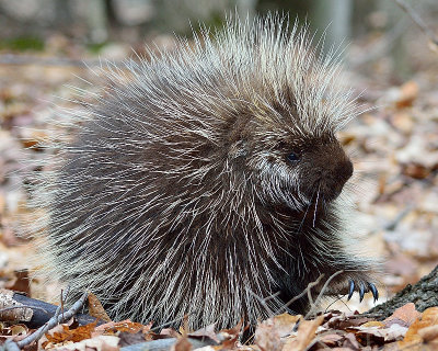 porcupine