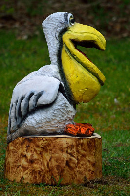 Goofy pelican