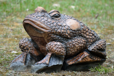 Maple toad