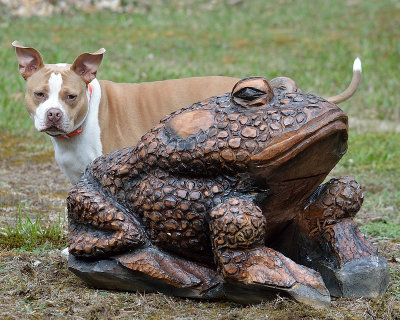 Maple toad