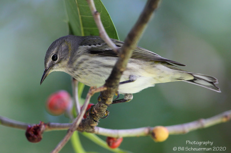 Cape May Warbler