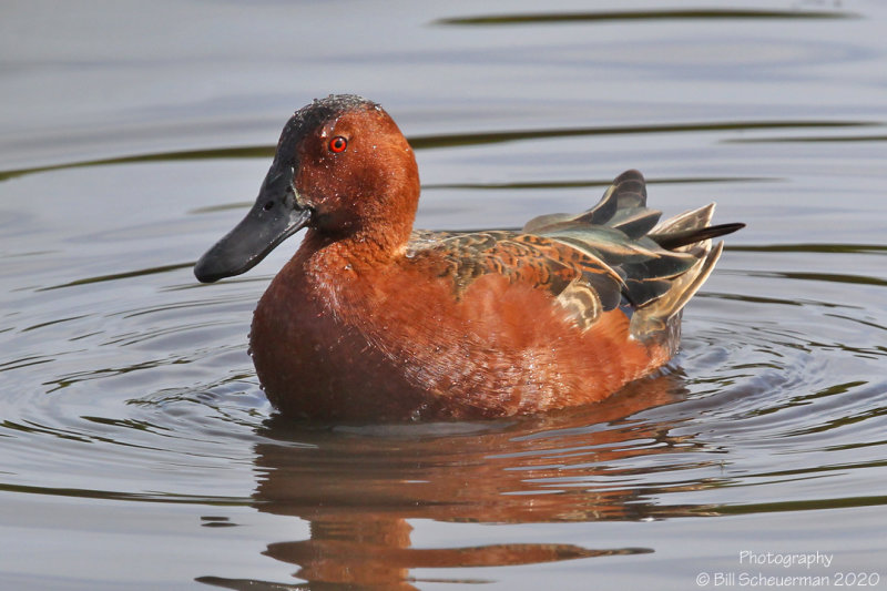 Cinnamon Teal