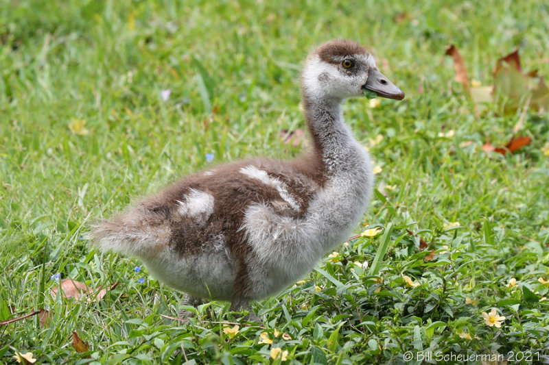 Egyptian Goose (young)