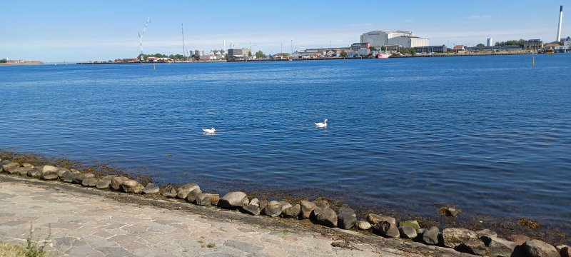 Ducks in the Bay