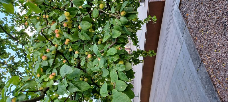 Fruit trees in Narinkka Square by Kamppi Chapel