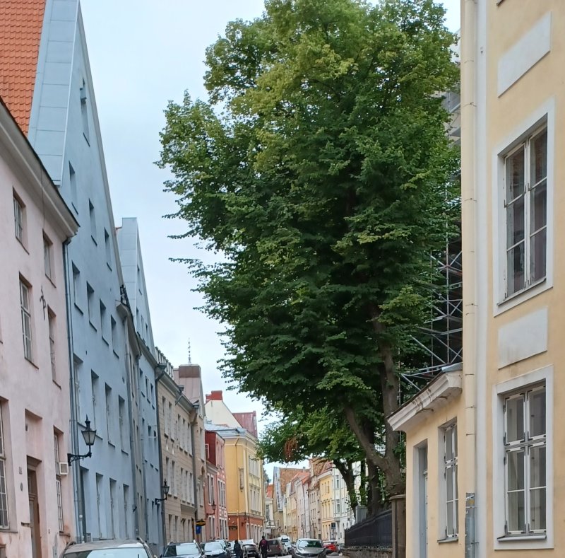 Pikk Street, (literally Long Street) the medieval merchant's main drag leads from the harbor up into town
