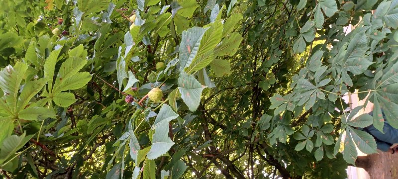 Chestnut tree maybe