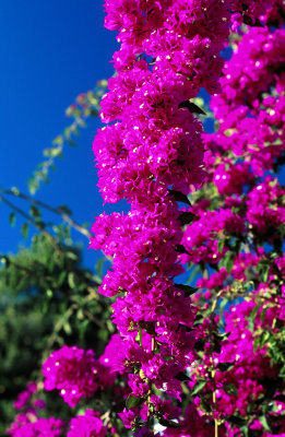 bougainvillier.jpg
