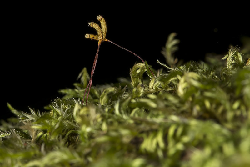 2/22/2019  Moss Sporophyte
