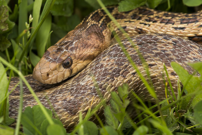 2/24/2019  Pacific Gophersnake (Pituophis catenifer catenifer)