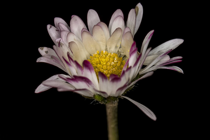 2/25/2019  Bellis perennis