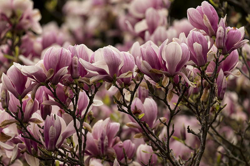 3/3/2019  Magnolia  soulangeana (Saucer Magnolia)