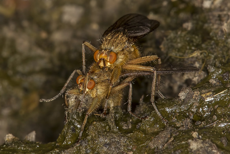 3/16/2019 Golden Dung Fly (Scathophaga stercoraria) mating on Cow dung